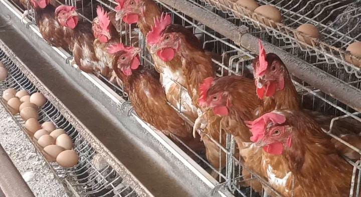  Harga Telur Ayam Negeri Sebabkan Inflasi di Wilayah Serang Banten